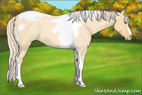Horse Color:Gold Cream Champagne Roan Dun Splash Tobiano Frame Varnish Rabicano 