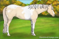 Horse Color:Gold Cream Champagne Roan Dun Splash Tobiano Frame Varnish Rabicano 