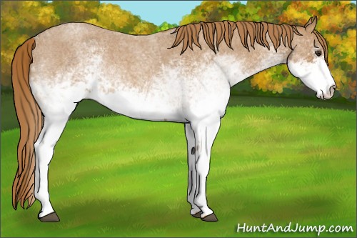 Horse Color:White Spotted Red Roan 
