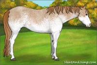 Horse Color:White Spotted Red Roan 