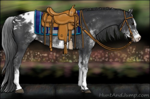 Horse Color:White Spotted Black Sabino Appaloosa Rabicano 