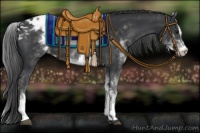 Horse Color:White Spotted Black Sabino Appaloosa Rabicano 