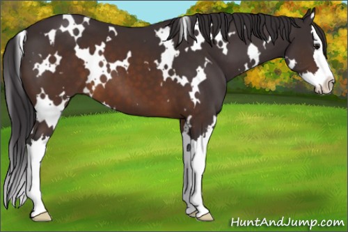 Horse Color:White Spotted Buckskin Splash 