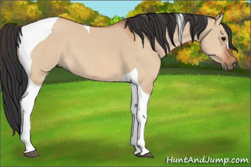 Horse Color:Bay Dun Tobiano 