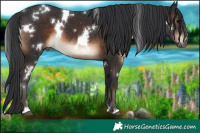 Horse Color:White Spotted Brown Rabicano 