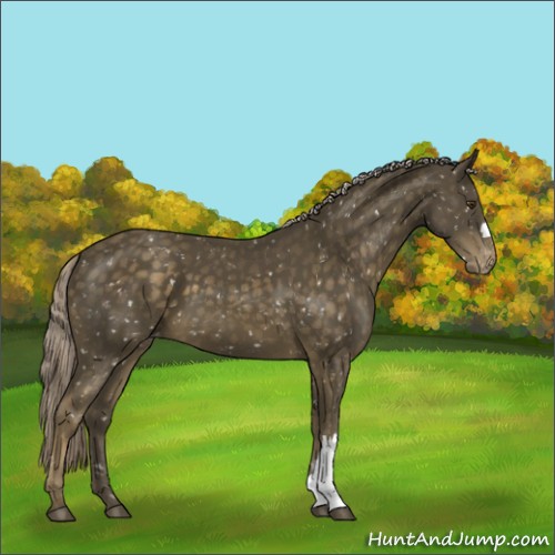 Horse Color:Chocolate Palomino Mushroom Appaloosa 