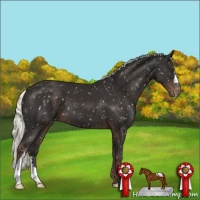 Horse Color:Liver Chestnut Mushroom Appaloosa 