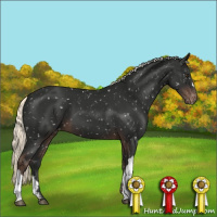 Horse Color:Liver Chestnut Mushroom Appaloosa 