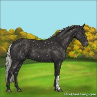 Horse Color:Liver Chestnut Mushroom Appaloosa 