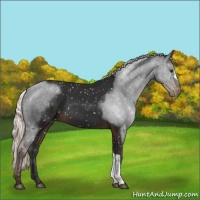 Horse Color:Liver Chestnut Mushroom Appaloosa 
