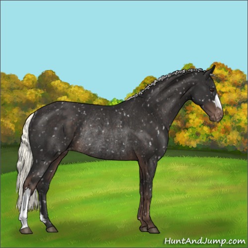 Horse Color:Liver Chestnut Mushroom Appaloosa Rabicano 