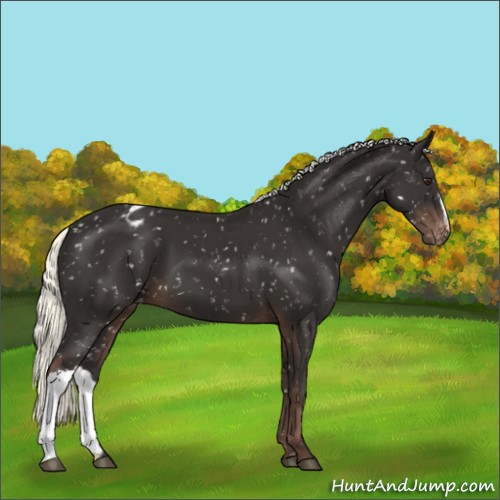 Horse Color:Liver Chestnut Mushroom Appaloosa 