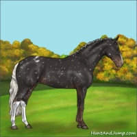 Horse Color:Liver Chestnut Mushroom Appaloosa 
