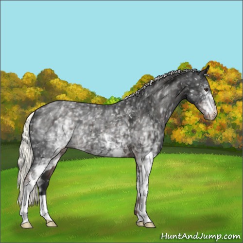 Horse Color:White Spotted Liver Chestnut Mushroom Appaloosa 