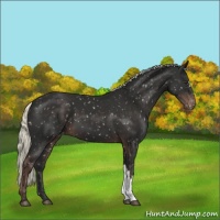 Horse Color:Liver Chestnut Mushroom Appaloosa 