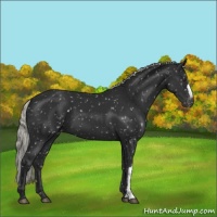 Horse Color:Liver Chestnut Mushroom Appaloosa 