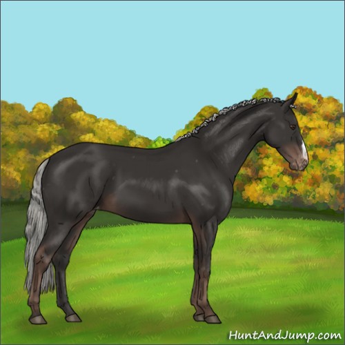 Horse Color:Liver Chestnut Mushroom Appaloosa 