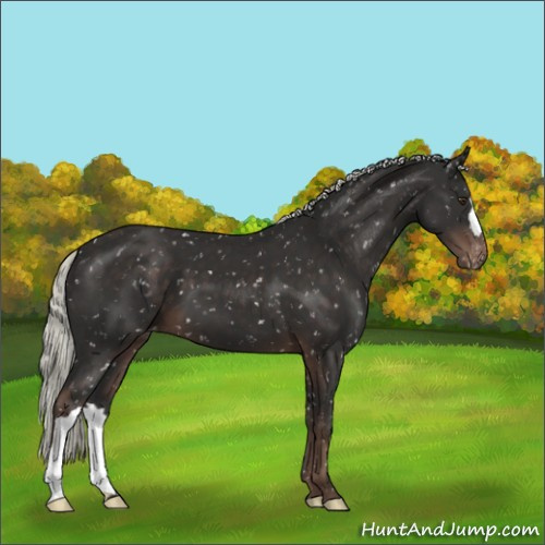 Horse Color:Liver Chestnut Mushroom Appaloosa 