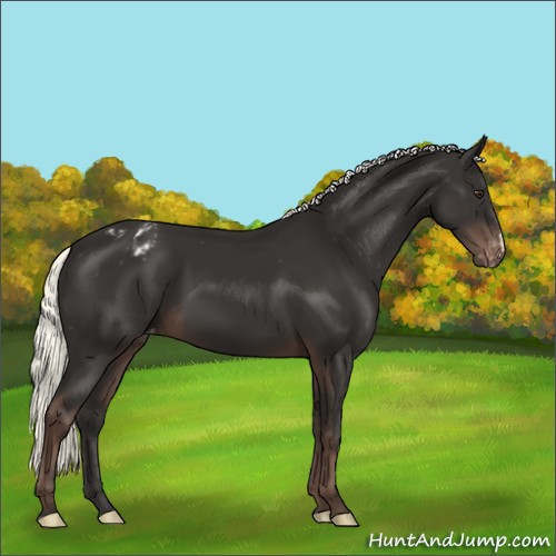 Horse Color:Liver Chestnut Mushroom Appaloosa 