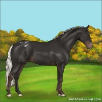 Horse Color:Liver Chestnut Mushroom Appaloosa 