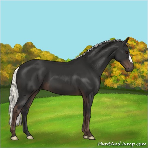 Horse Color:Liver Chestnut Mushroom 