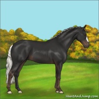 Horse Color:Liver Chestnut Mushroom 