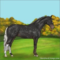 Horse Color:Liver Chestnut Mushroom Snowflake Varnish 