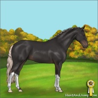 Horse Color:Liver Chestnut Mushroom 