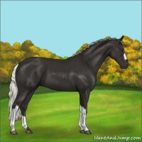 Horse Color:Liver Chestnut Mushroom 