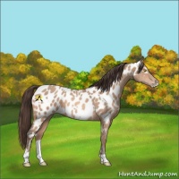 Horse Color:Amber Champagne Appaloosa  and Amber Champagne Frame Appaloosa 
