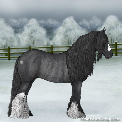 Horse Color:Black Rabicano