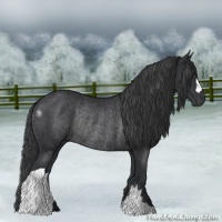Horse Color:Black Rabicano 