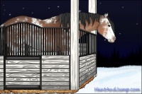 Horse Color:Bay Sabino Rabicano 