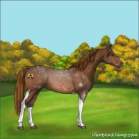Horse Color:Painted Buckskin Tobiano 