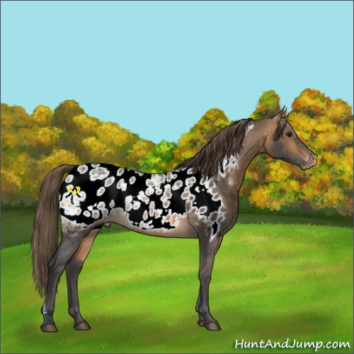 Horse Color:Buckskin Ice Appaloosa 