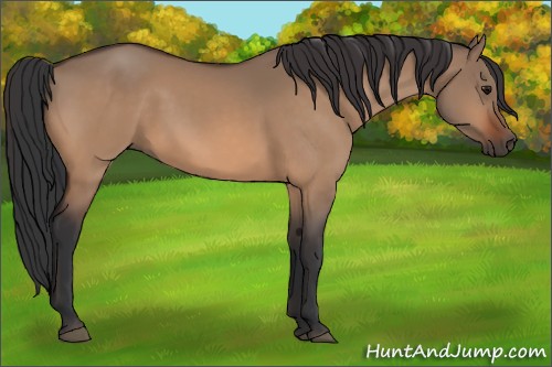 Horse Color:Bay Dun