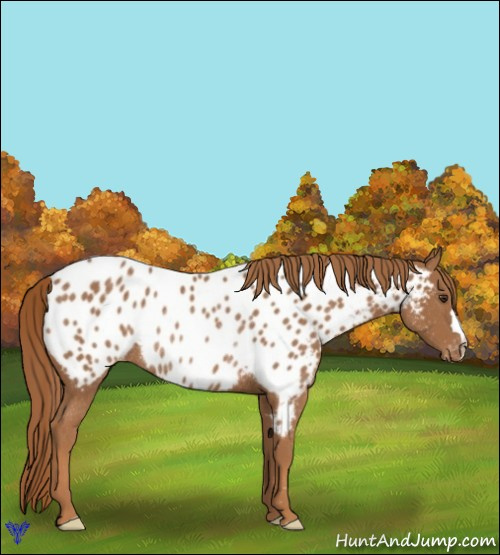 Horse Color:Chestnut Near Leopard Rabicano