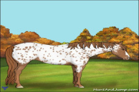 Horse Color:Chestnut Near Leopard Rabicano 