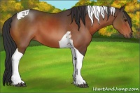 Horse Color:Brown Tobiano 