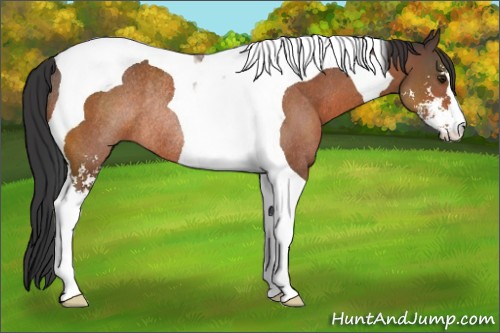 Horse Color:Brown Sabino Tobiano Rabicano