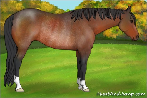 Horse Color:Bay Rabicano 