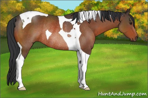 Horse Color:Brown Tobiano Rabicano