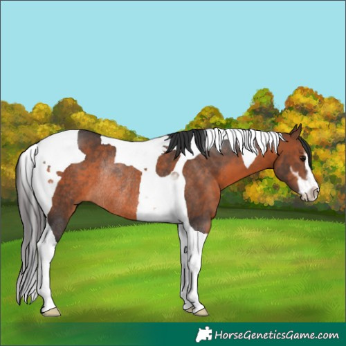 Horse Color:Brown Sabino Tobiano Rabicano