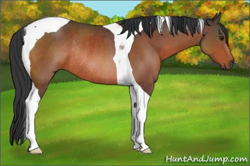 Horse Color:Brown Tobiano Rabicano 