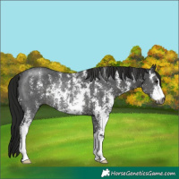 Horse Color:Gray Smoky Black Sabino Rabicano 