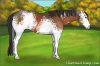 Horse Color:White Spotted Bay 