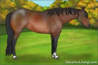 Horse Color:Bay Sabino Rabicano
