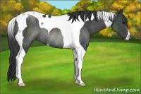 Horse Color:Black Tobiano Rabicano