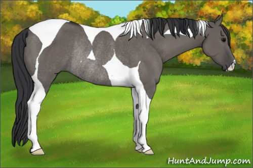 Horse Color:Grullo Tobiano Rabicano 