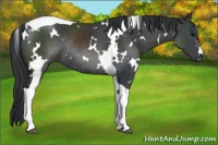 Horse Color:White Spotted Black Tobiano Rabicano 